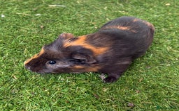 Guinea Pig rodents for sale: Female baby guinea pigs  - Image 24