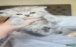 British Shorthair cats for sale: British short hair kittens  - Image 13