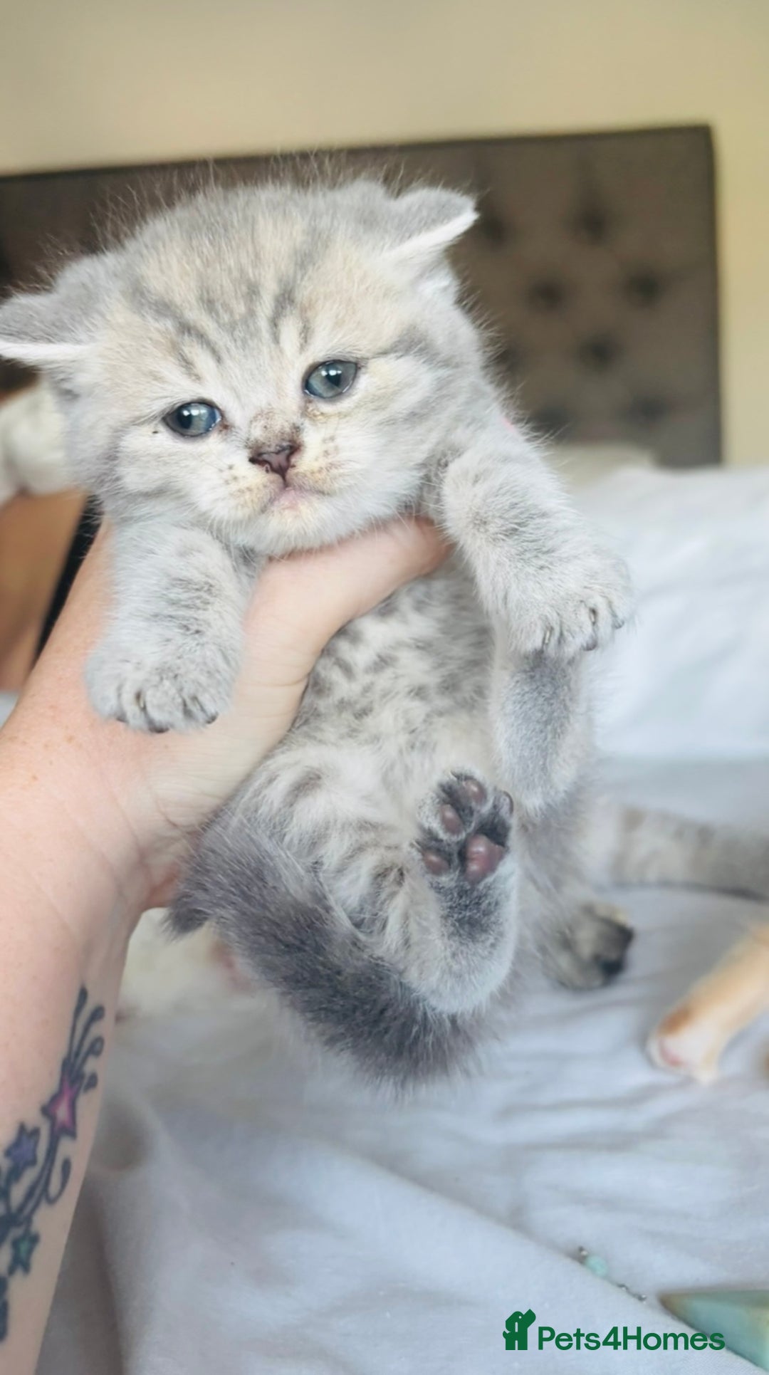 British Shorthair cats for sale: British short hair kittens  - Image 13