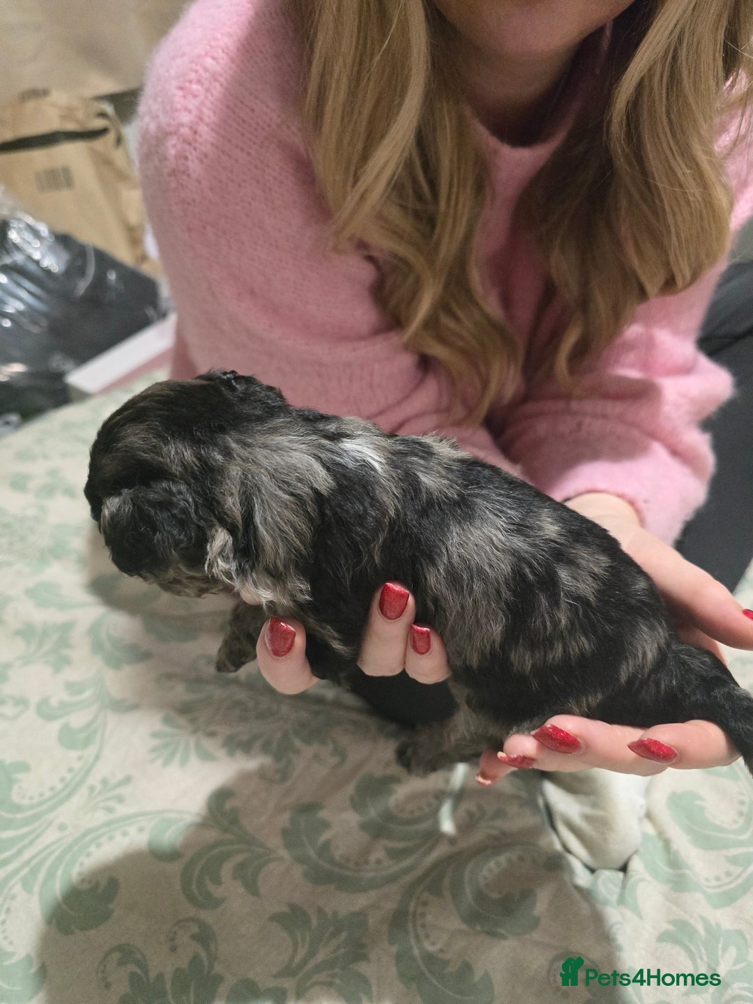 Miniature Poodle dogs for sale: Miniture poodles for sale 2 girls 2 boys - Advert 11