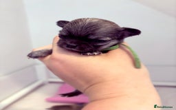 Chihuahua dogs for sale:  Beautiful pedigree chihuahua puppies KC champions - Image 5