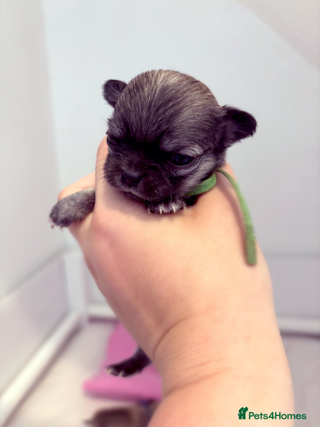 Chihuahua dogs for sale:  Beautiful pedigree chihuahua puppies KC champions - Image 5