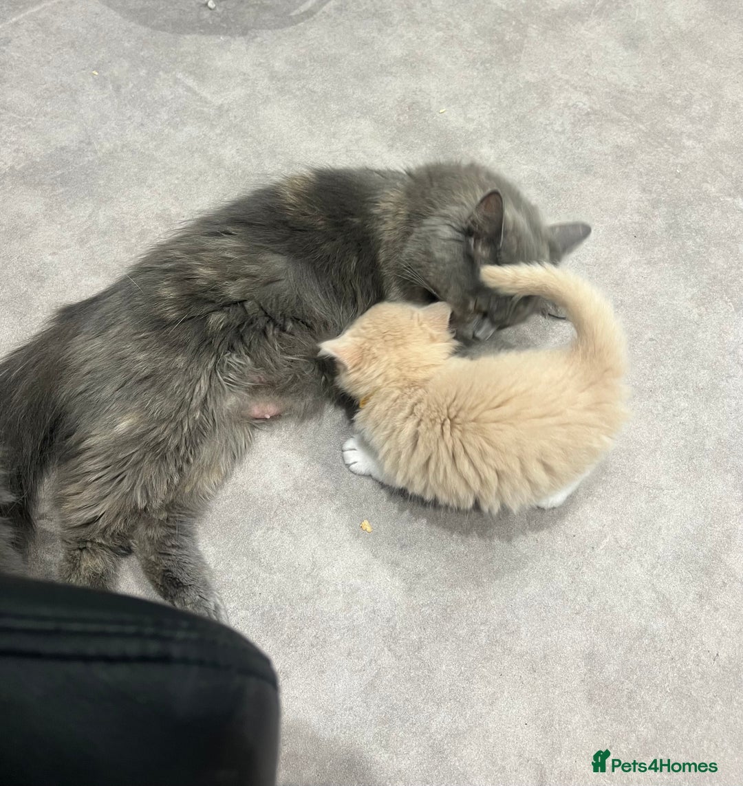 Ragdoll cats for sale: Persian x Ragdoll kittens - Image 14