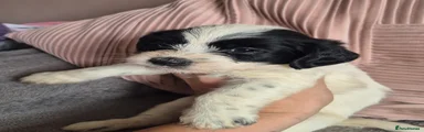 Jackapoo 3
