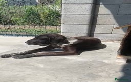 Pointer dogs for adoption: Rhea, 8 months approx. Available for adoption. - Image 2