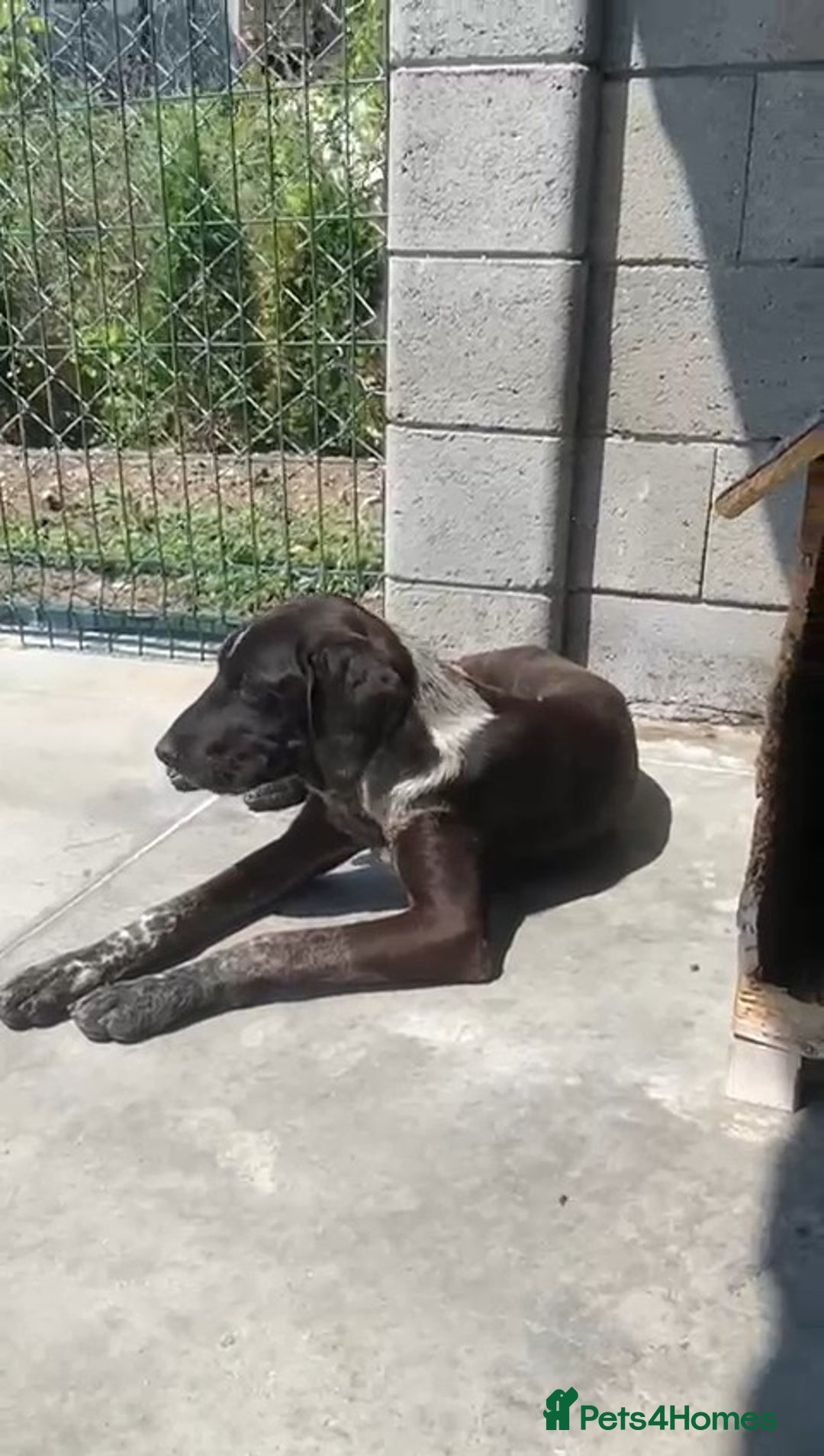 Pointer dogs for adoption: Rhea, 8 months approx. Available for adoption. - Image 2
