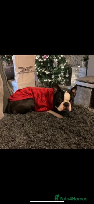 Boston Terrier dogs Mickey Mouse🐁proven kc (for stud) - Advert 3