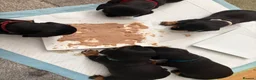 Miniature Dachshund dogs for sale: 4 male smooth hair miniature dachshund  - Advert 22