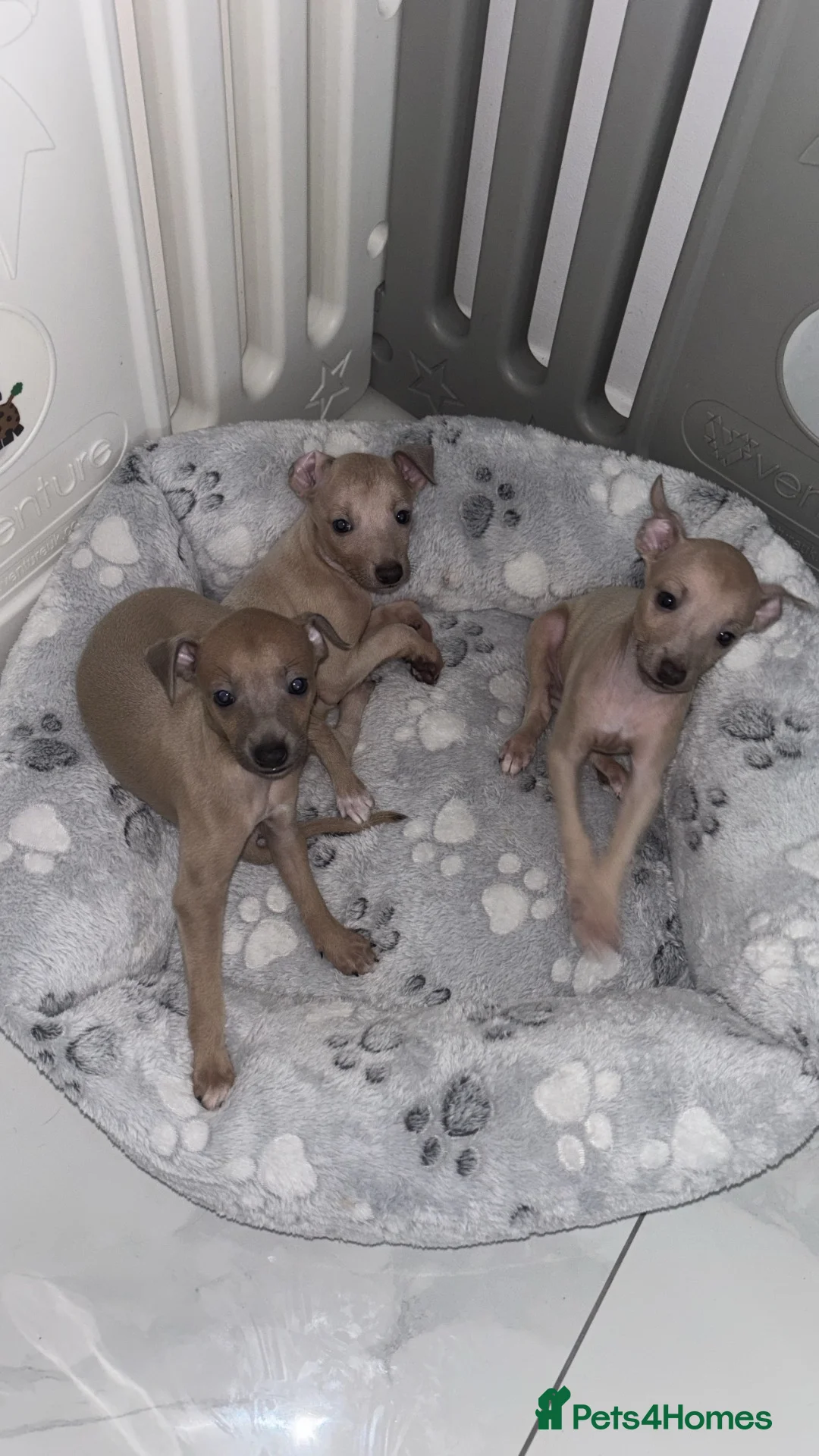 Italian Greyhound dogs for sale: *2 Boys Ready to leave now* KC Italian Greyhound - Advert 2
