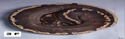 Python Snake reptiles for sale: Hatchling Royal Python's Females  - Advert 1