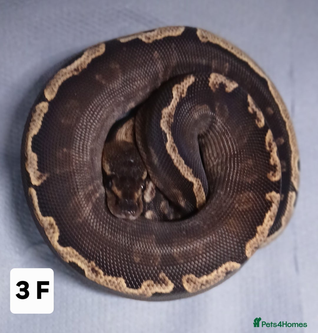 Python Snake reptiles for sale: Hatchling Royal Python's Females  - Advert 1