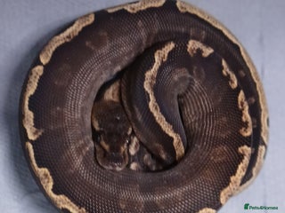 Python Snake reptiles Hatchling Royal Python's Females - Advert 1