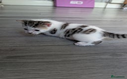 Siberian cats for sale: Georgeous Siberian (mix) kittens - Image 2