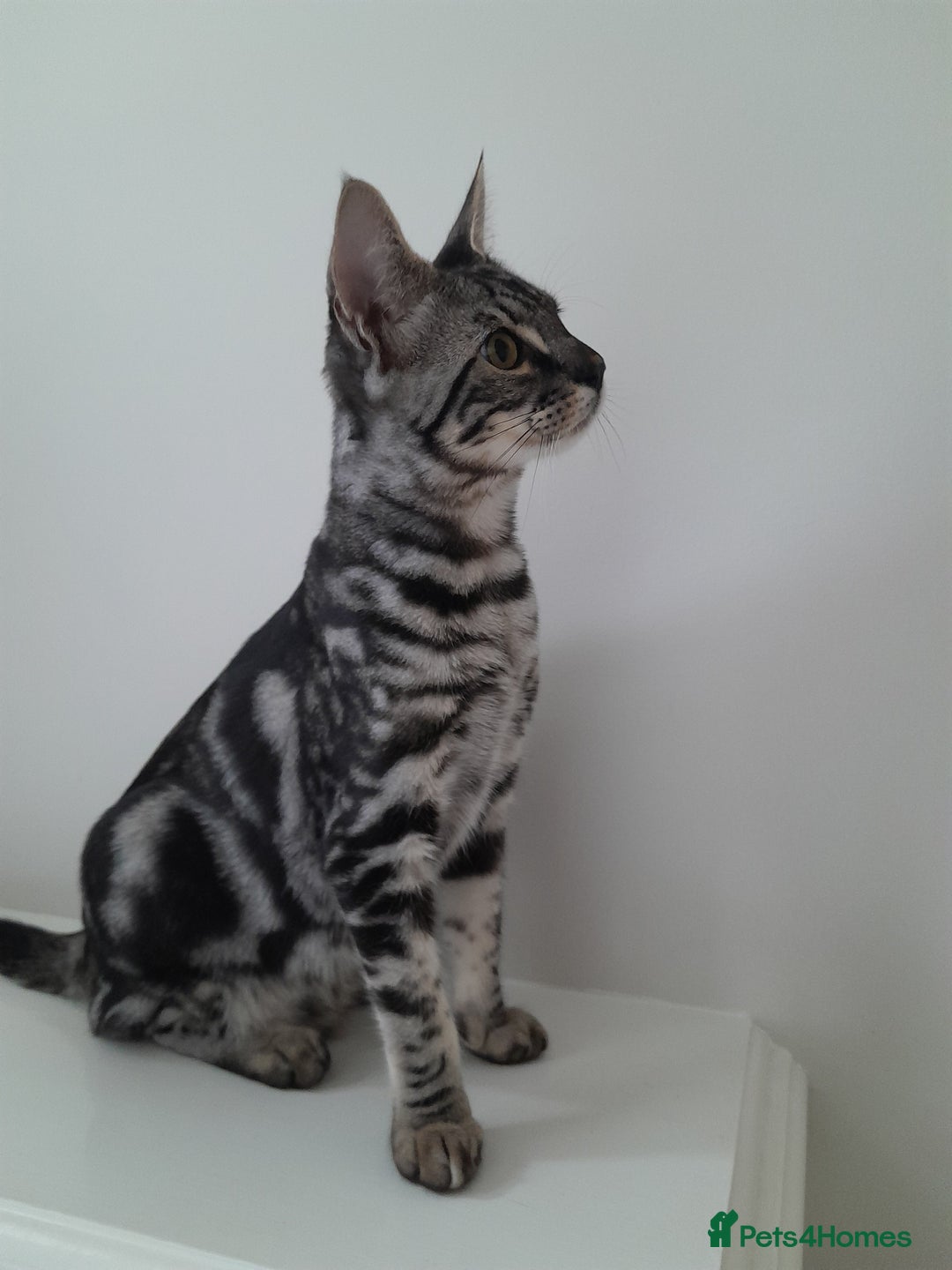 Savannah cats for sale: Full Pedigree & TICA Reg Marble Savannah Kitten - Image 20
