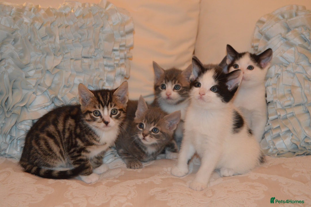 Mixed Breed cats for sale: 6 Adorable Playful Kittens for Sale - Image 24