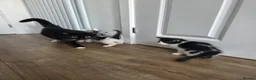 Mixed Breed cats for sale: Adorable Black&White Kittens Ready Soon - Advert 5