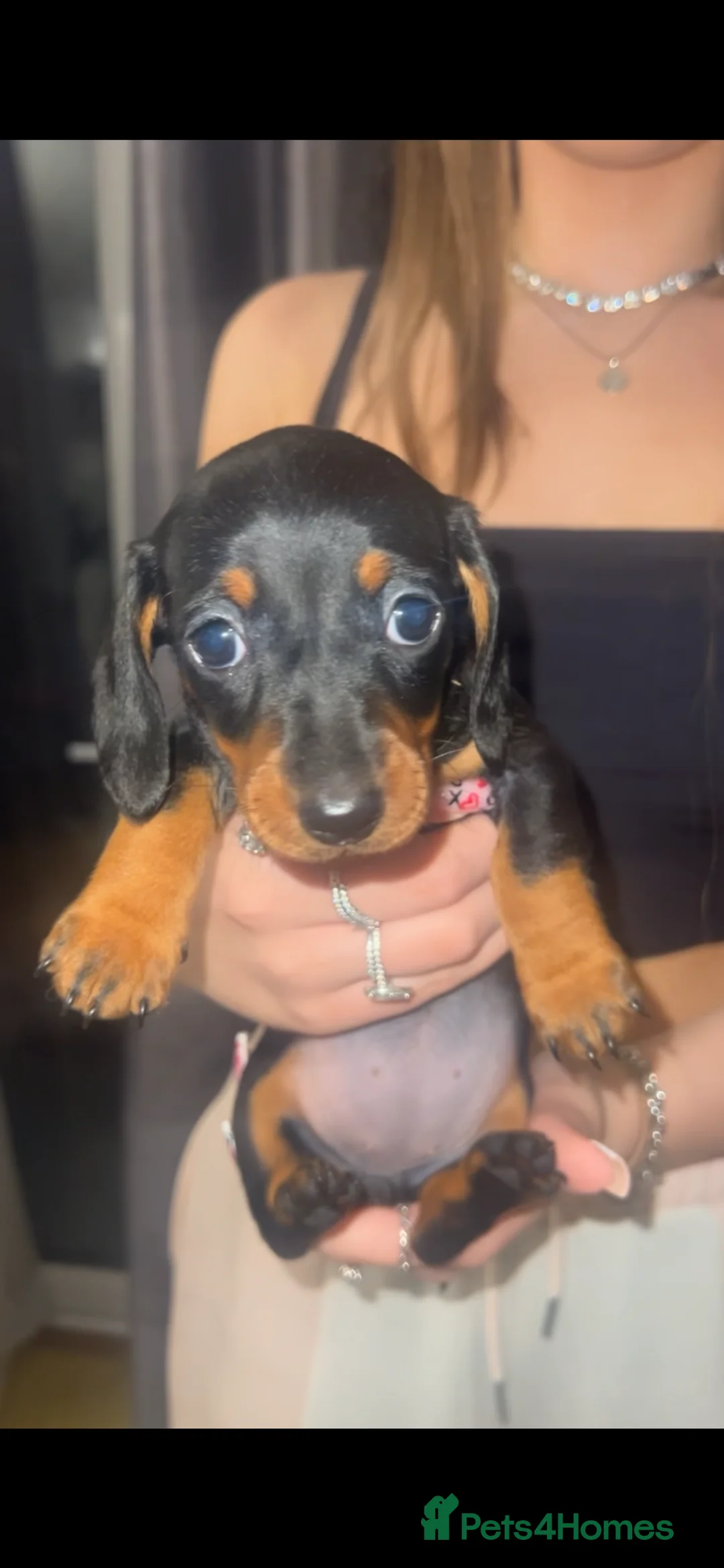 Miniature Dachshund dogs for sale: 5 stunning miniature dachshund puppies 🐾🏡 - Advert 3