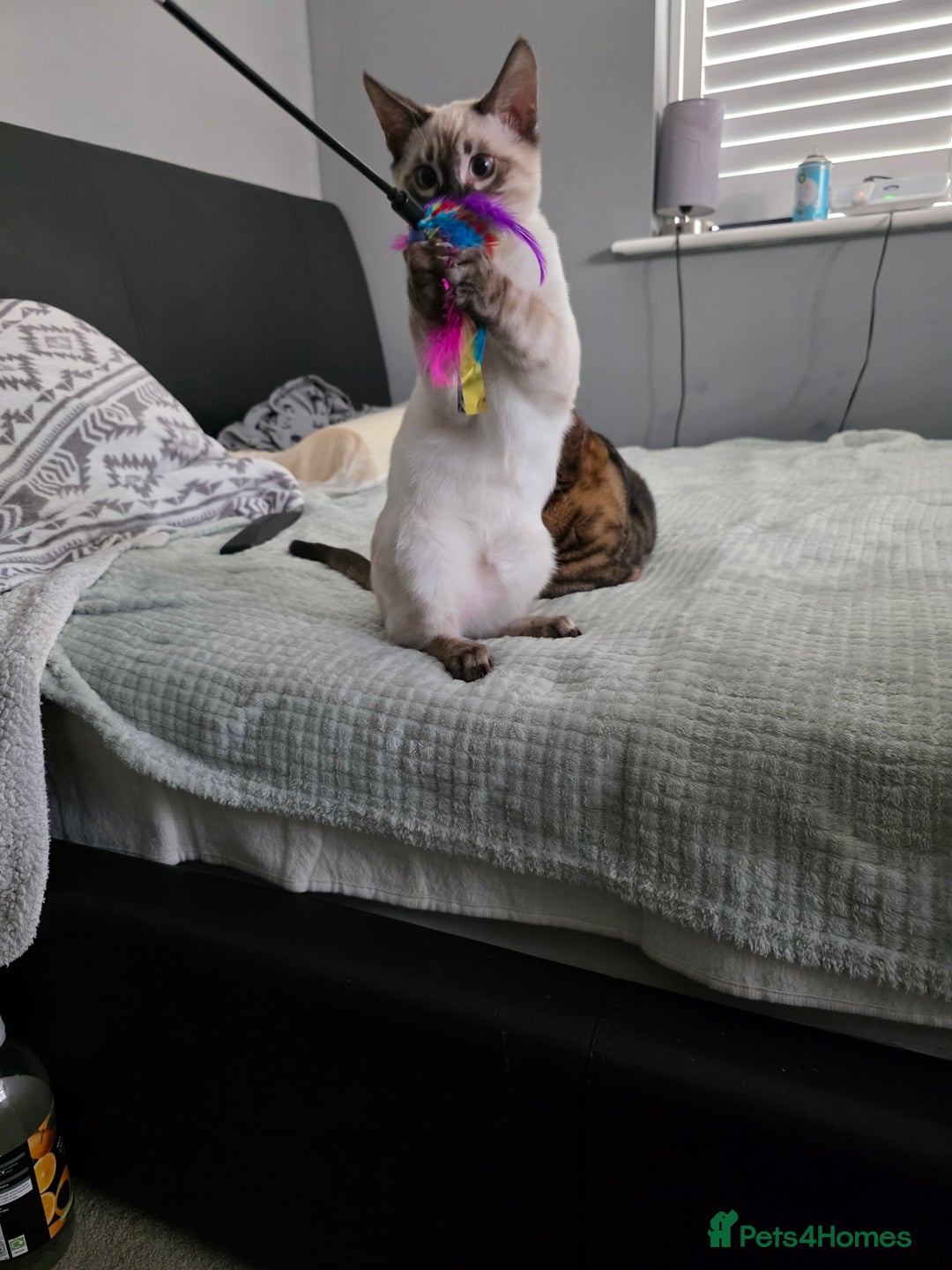 Bengal cats for sale:  CHAMPION LINE Top Quality Bengal -DNA Tested - Image 2