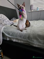 Bengal cats - Advert 6