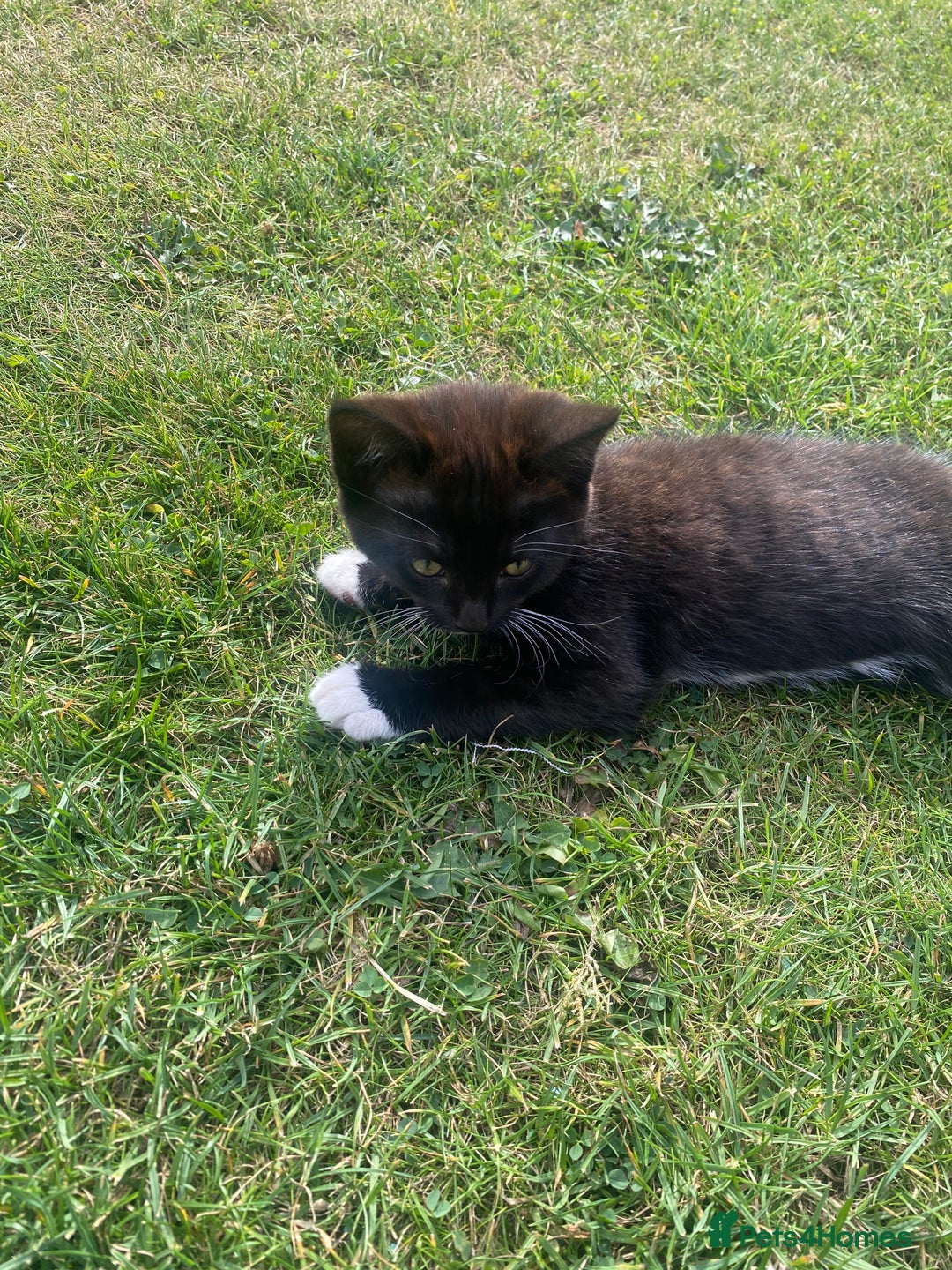 British Shorthair cats for sale: Gorgeous British shorthair kittens  - Image 5