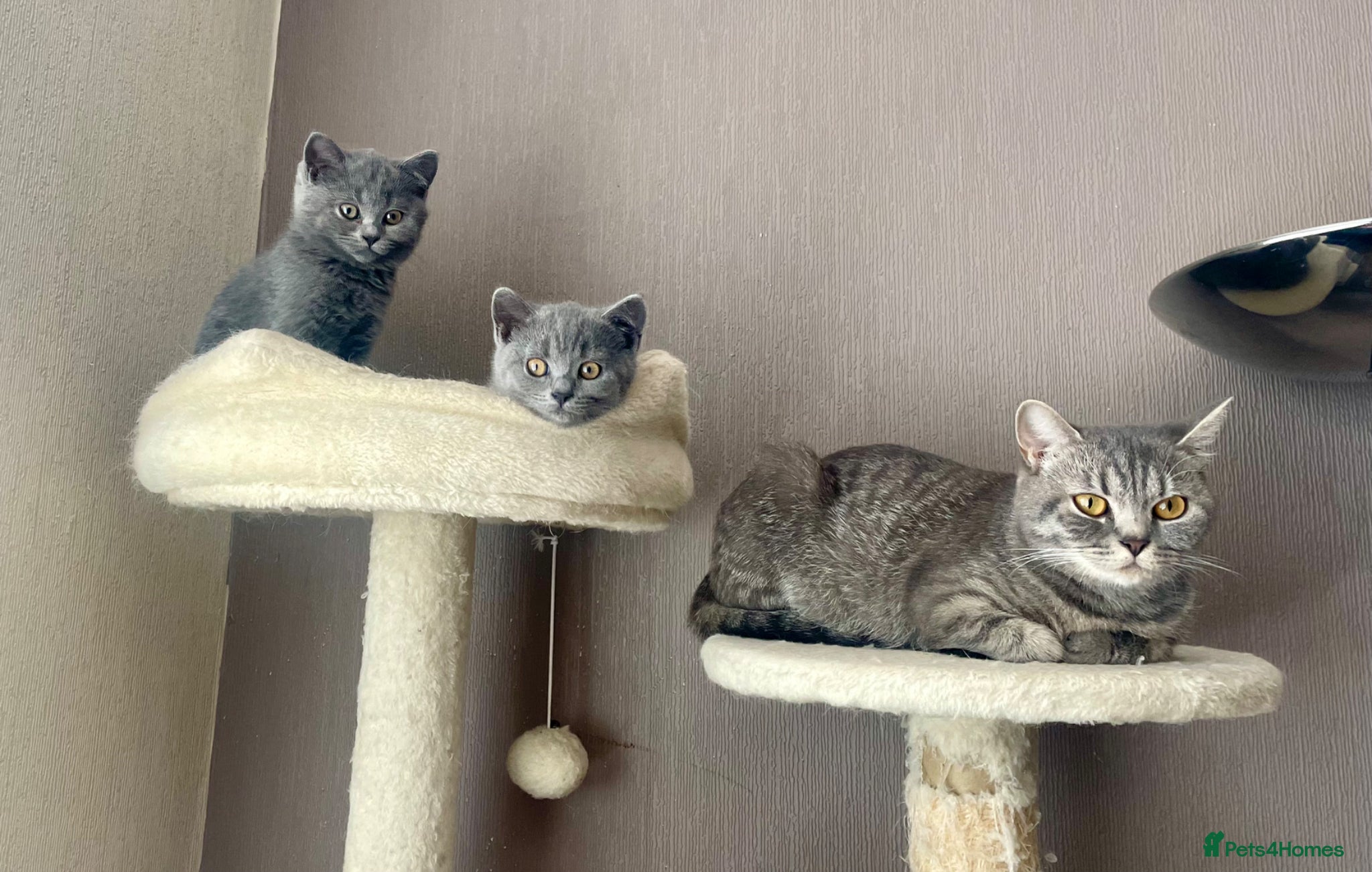 British Shorthair cats British shorthair Blue kittens - Advert 8