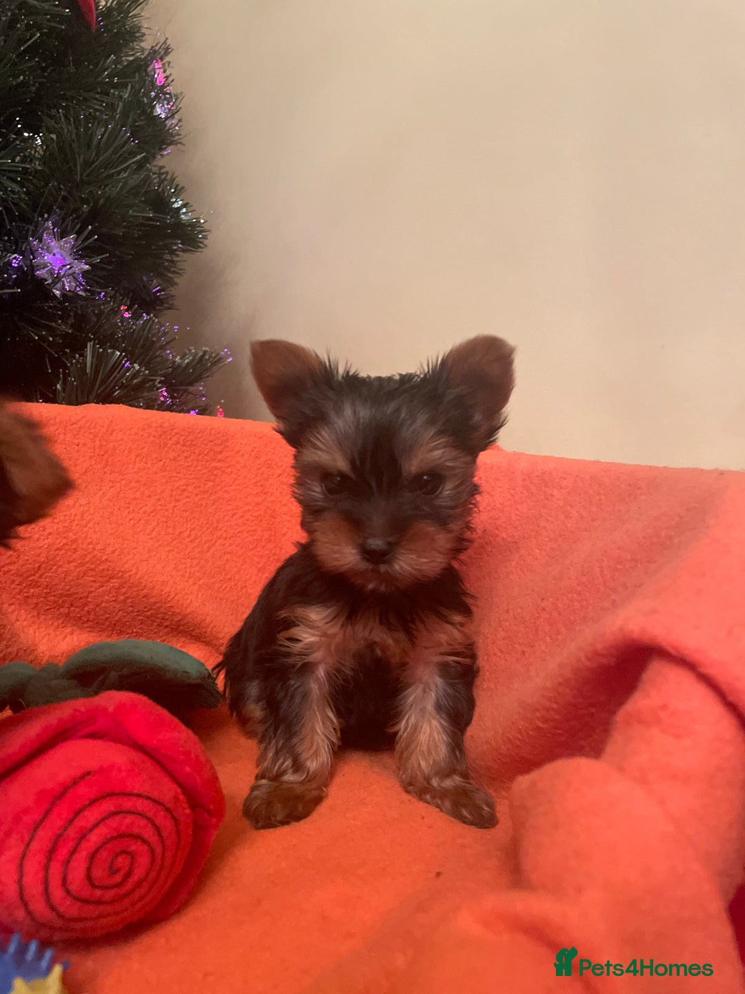 Yorkshire Terrier dogs for sale: One Yorkie left!! Kc registered  - Advert 9