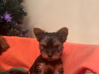 Yorkshire Terrier dogs ✨KC female Yorkies ozmillion champion✨ - Advert 2