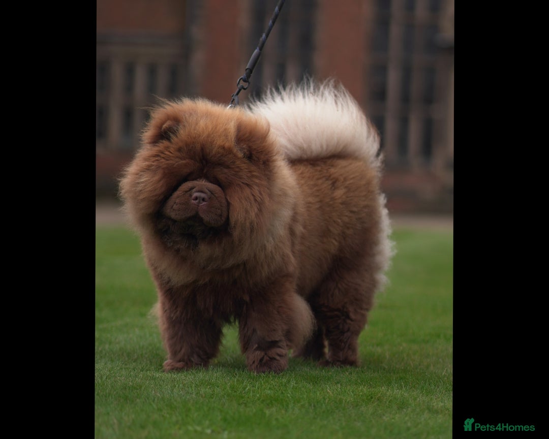 Chow Chow dogs for stud: A truly One of kind KC Chocolate Chow for stud - Image 1