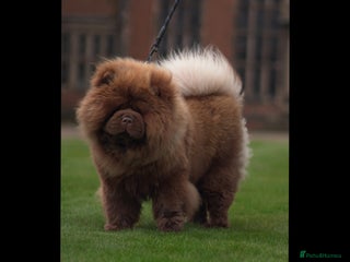 Chow Chow dogs - Advert 1
