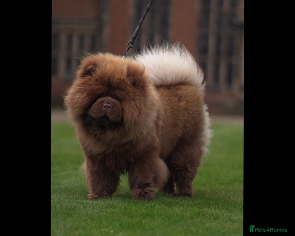 Chow Chow dogs - Advert 1