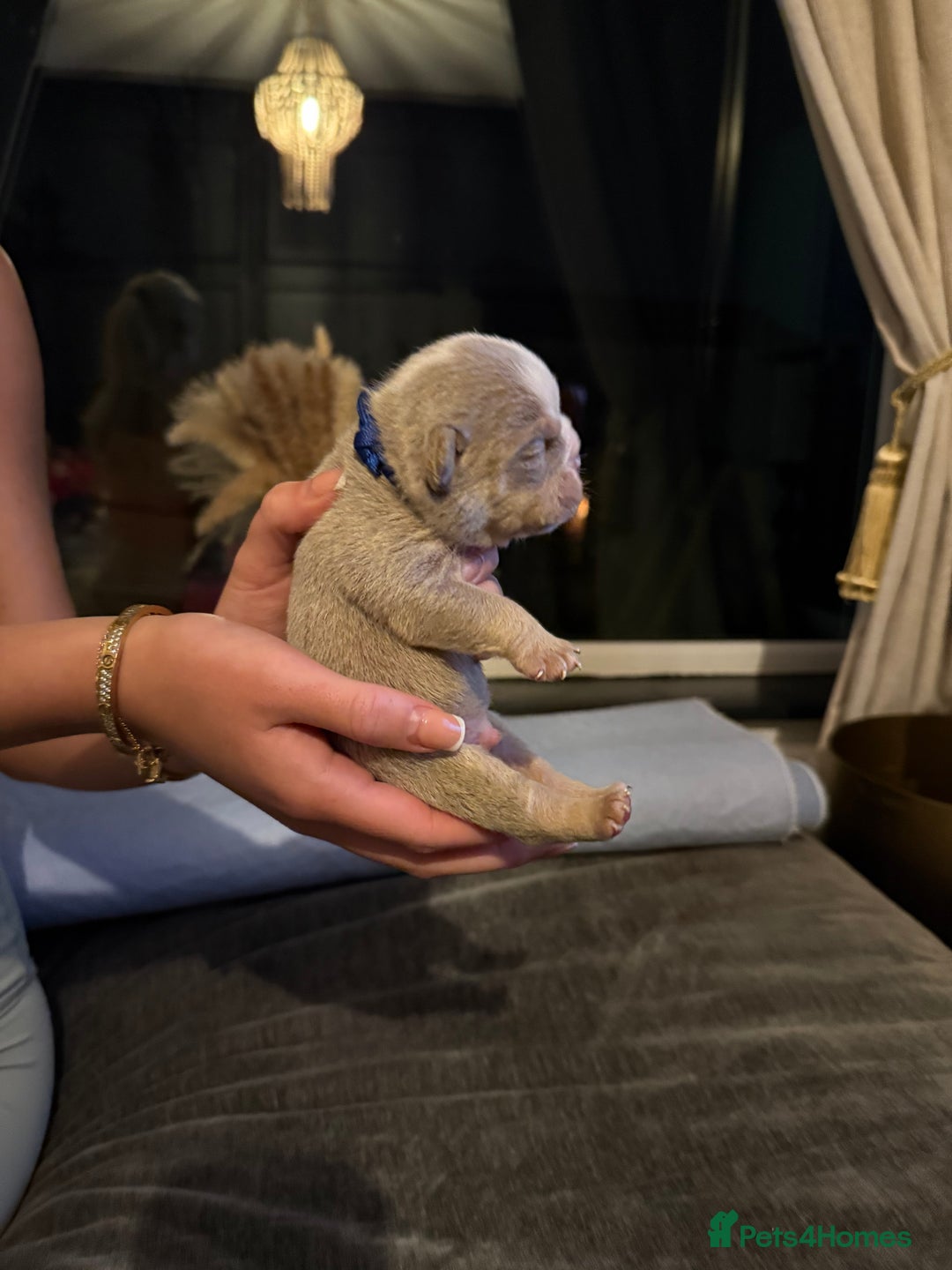 English Bulldog dogs for sale: English lilac bulldogs  - Advert 15