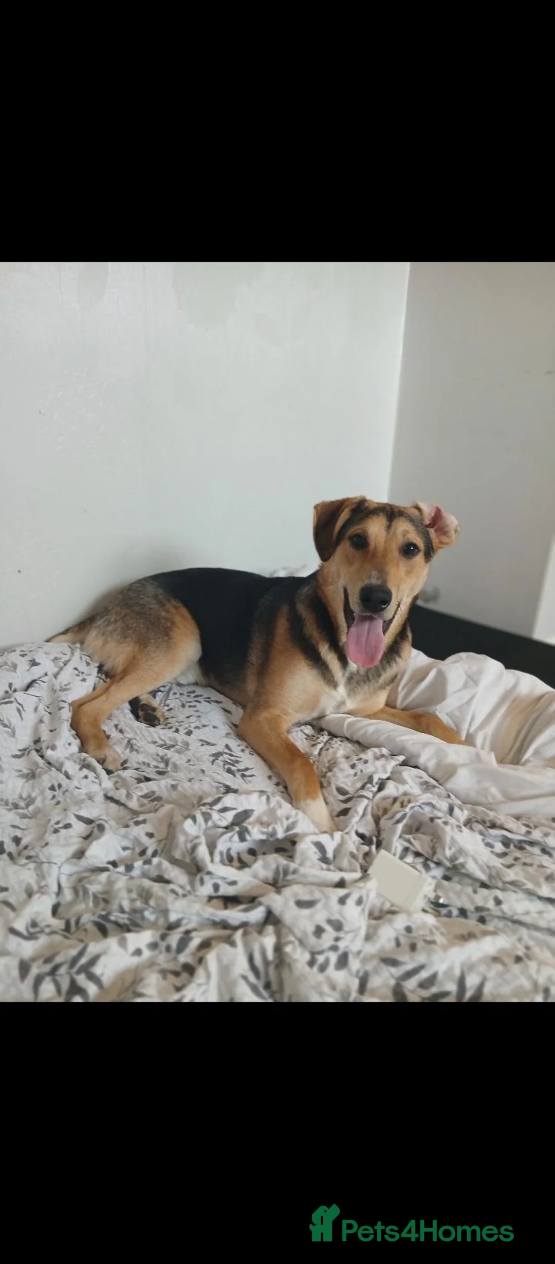 Mixed Breed dogs for sale: Wiggles mixed terrier in Daventry - Advert 2