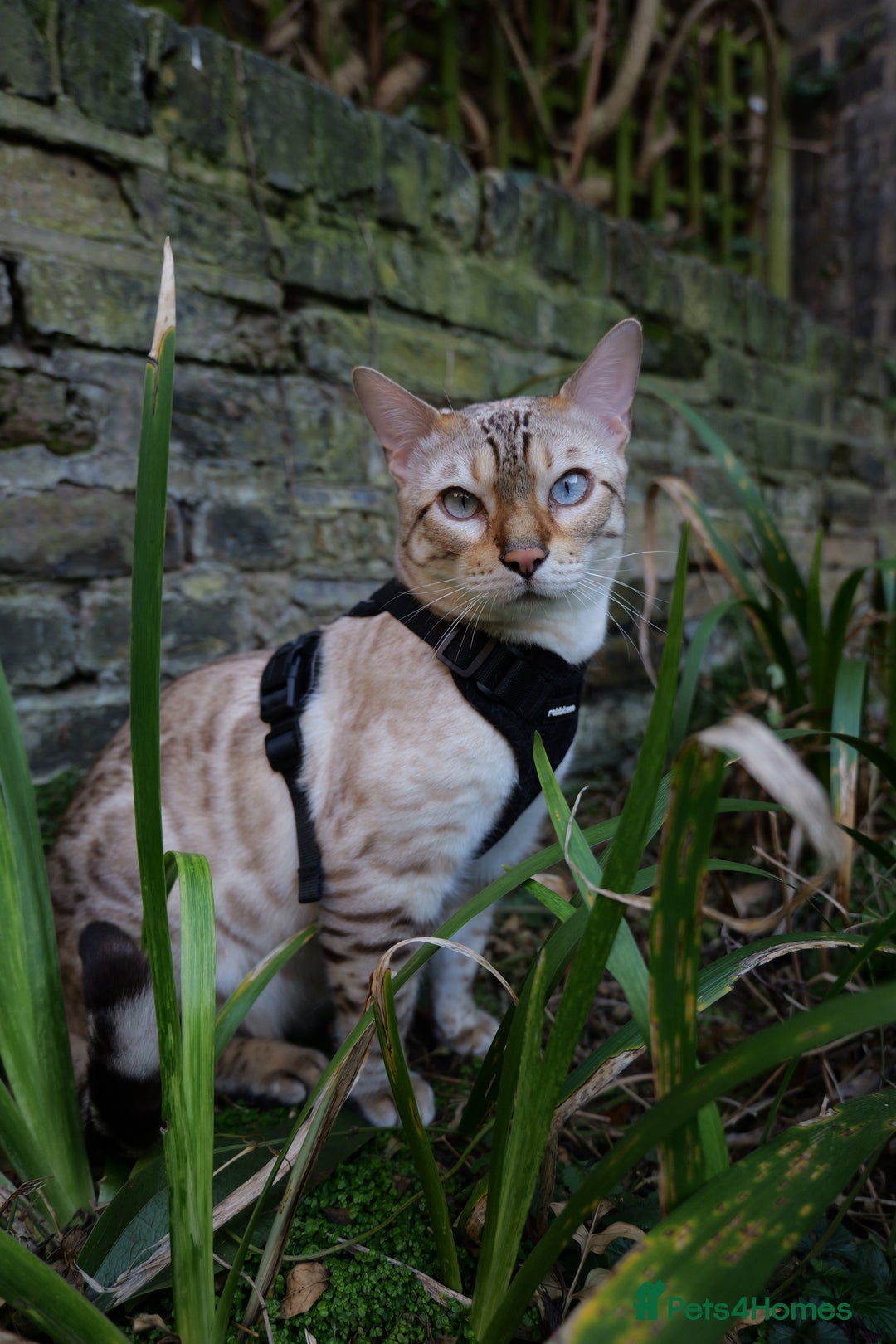 Bengal cats for sale: Two Bengal Boys - Advert 5