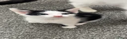 Domestic Shorthair cats for sale: Gorgeous kittens needing homes <3  - Advert 11