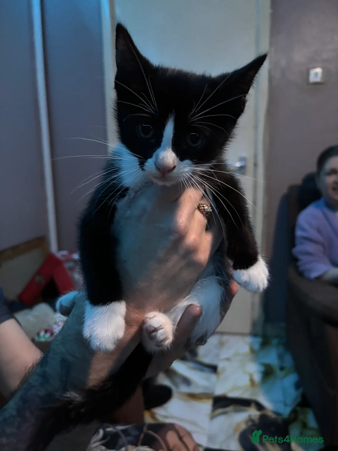 Mixed Breed cats for sale: 3 female kittens for sale - Advert 2