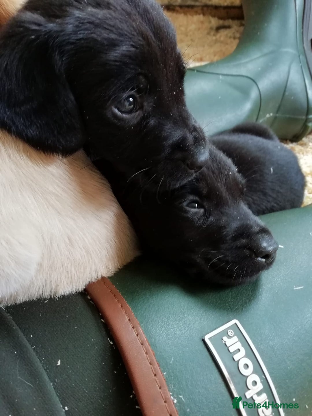 Cockerdor dogs for sale: Gorgeous cockador Puppies - Image 17