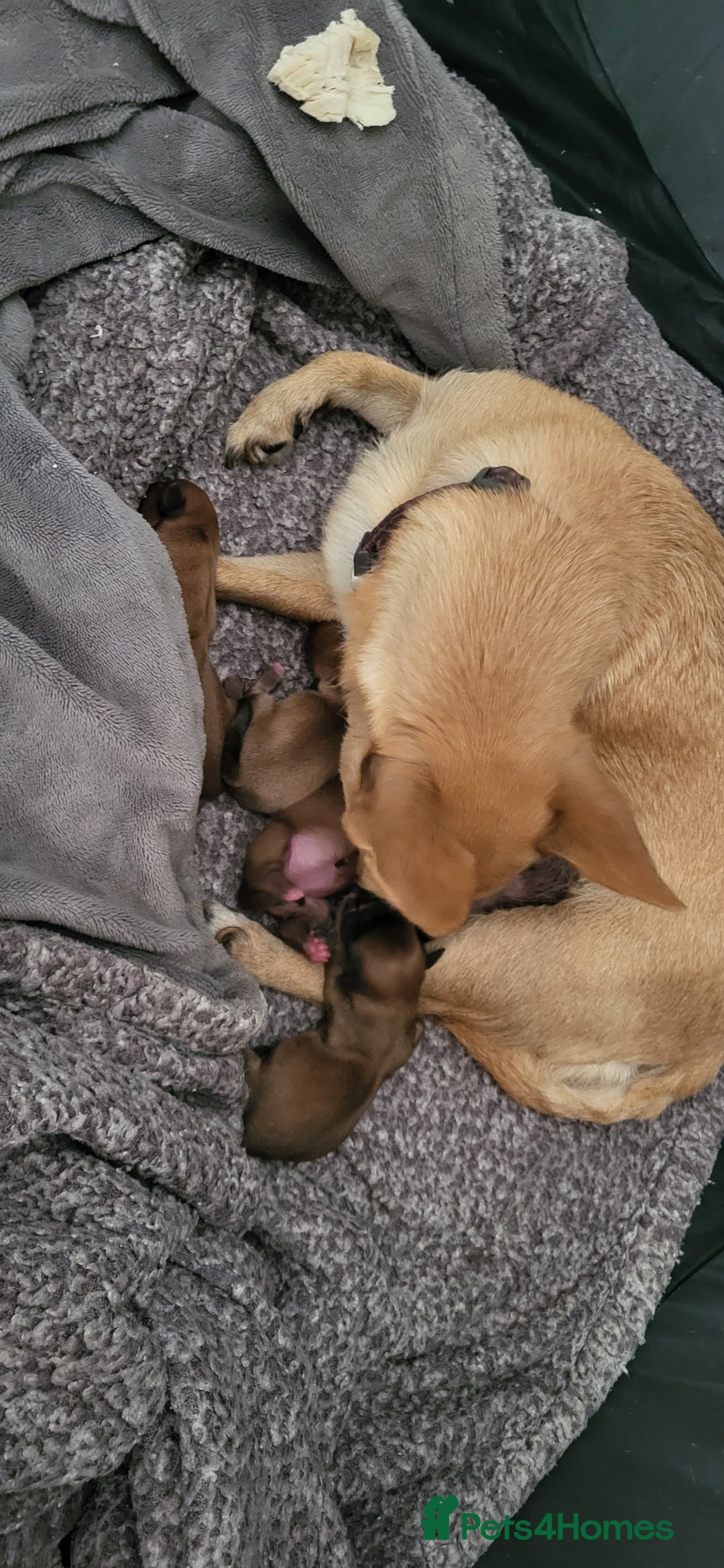 Mixed Breed dogs for sale: Beautiful puppy's 2 girls 2 boys - Image 11