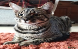 Savannah cats for sale: Large TICA Registered Spotted Savannah Boy Kitten  - Image 14