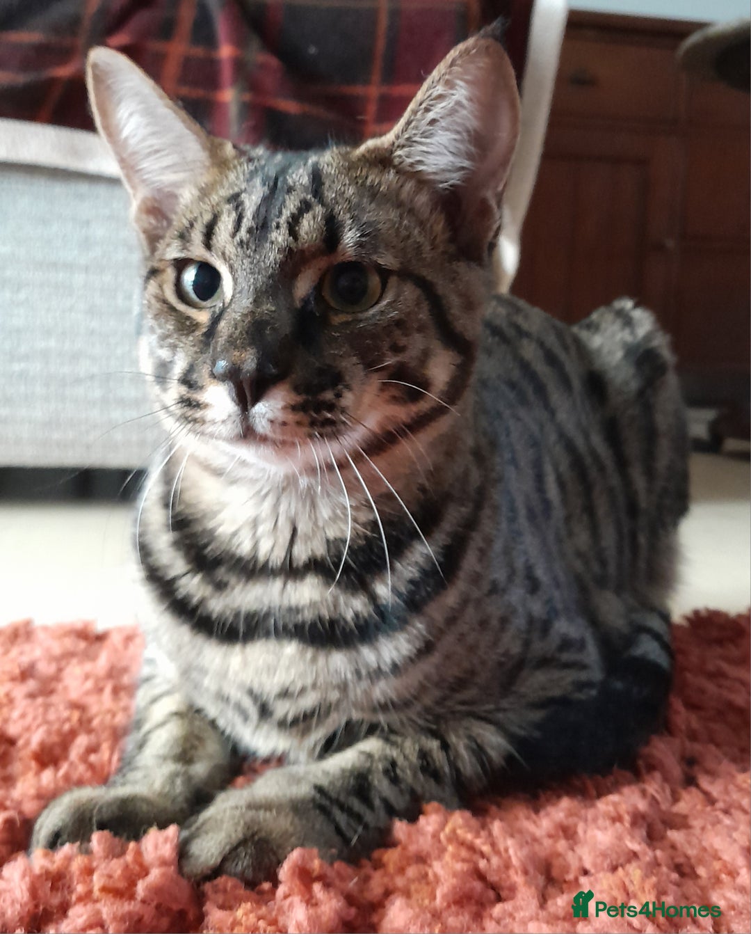 Savannah cats for sale: Large TICA Registered Spotted Savannah Boy Kitten  - Image 14