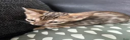 Bengal cats for sale: Bengal kitten - Advert 7