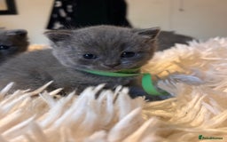 British Shorthair cats for sale: Pedigree British shorthair kittens - Image 2