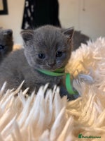 British Shorthair cats - Advert 1