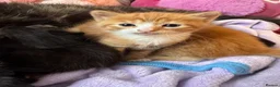Mixed Breed cats for sale: Norwegian X kittens 4 males 1 ginger reserved  - Advert 6