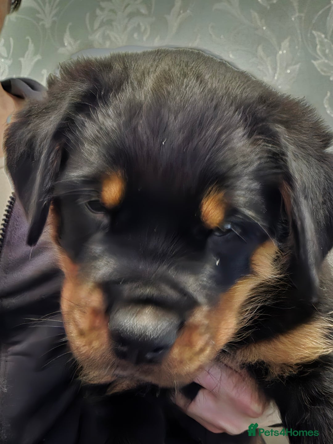 Rottweiler dogs for sale: ***Ready Now*** KC Registered Rottweiler Puppies - Advert 17