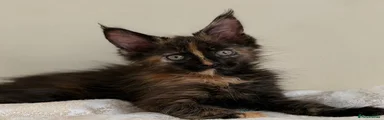 Maine Coon 5