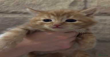 Mixed Breed cats Gorgeous kittens READY TODAY 2LEFT  - Advert 8