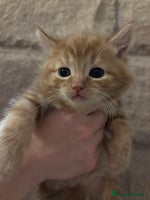 Mixed Breed cats Gorgeous kittens READY TODAY 2LEFT - Advert 8