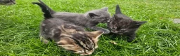 Mixed Breed cats for sale: Mixed Gray British Shorthair kittens 🩶 - Advert 14