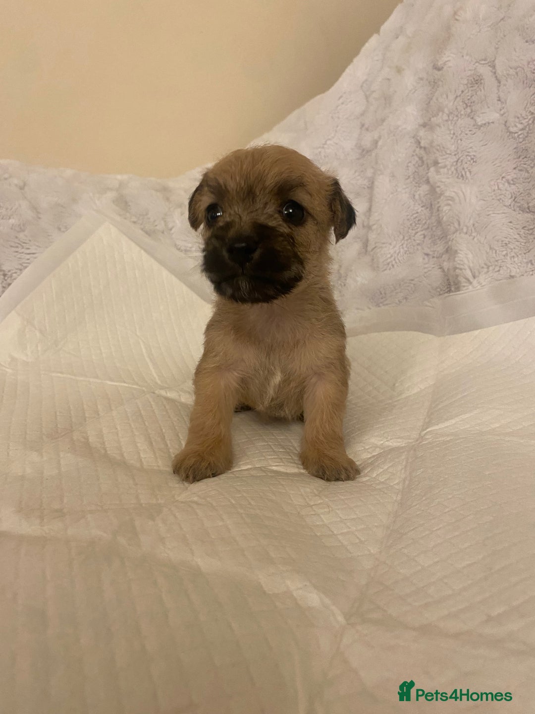 Jackapoo dogs for sale: Jackapoo puppies  - Advert 4