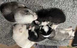 Siberian Husky dogs for sale: gorgeous huskies puppies for sale! - Image 4